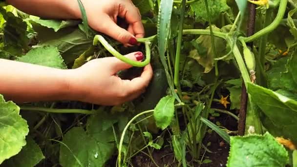 A womans hand picks green cucumbers from a bush. — Stock Video