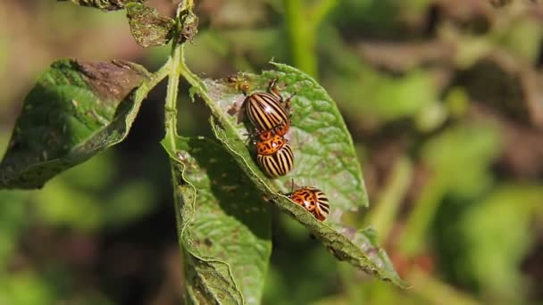 Lo scarabeo della patata del Colorado, un parassita sulle cime delle patate, mangia foglie e depone le larve — Video Stock