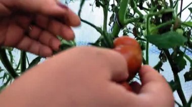 Dişi eller olgun domatesleri dallardan ayırır..