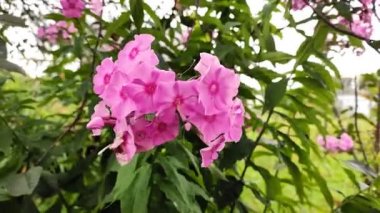 Bahçede çiçek açan fuşya çiçeği