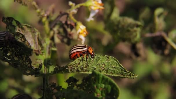 El escarabajo de la patata de Colorado come las hojas de las plantas. — Vídeos de Stock