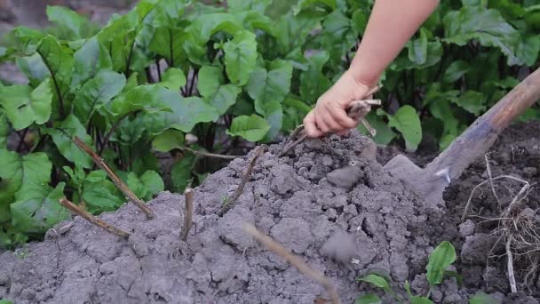 Женщина выкапывает картошку из земли лопатой — стоковое видео