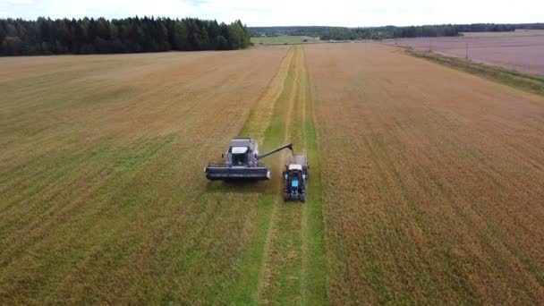 Combine harvester threshes grain into a machine. — Stock Video