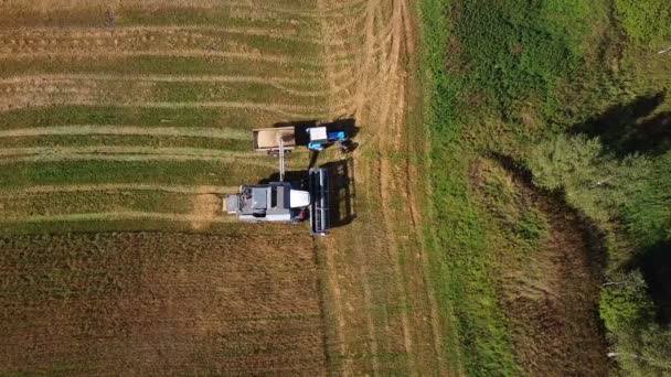 Combiner moissonneuse-batteuse travaillant dans la récolte au champ. — Video