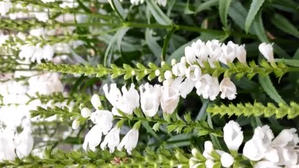 Les bourdons volent au-dessus des fleurs blanches recueillant le miel — Video