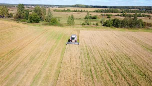 Combine harvesting in the field with a combine harvester shooting from afar — Stock Video
