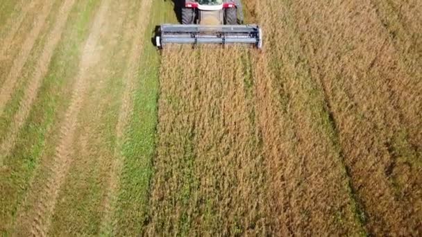 The combine harvester works in the field, removes agricultural crops. — Stock Video