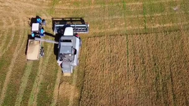 La cosechadora combina el grano que fluye en la máquina — Vídeo de stock