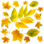 Vzor posloupnost podzimních listů různých typů na bílém pozadí.