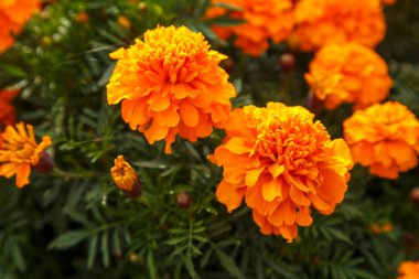 Çiçek tarlasında portakal çiçekleri..