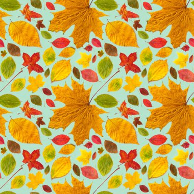 Açık yeşil arkaplanda renkli sonbahar yaprakları deseni.