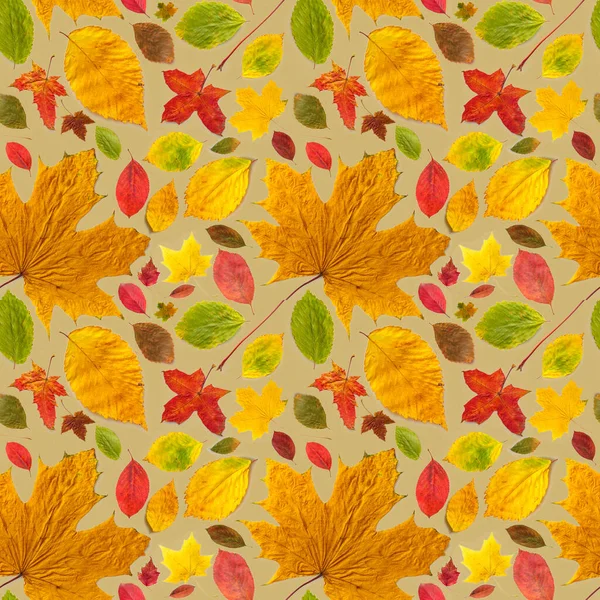 Sarı zemin üzerinde farklı türde güzel sonbahar yaprakları deseni.