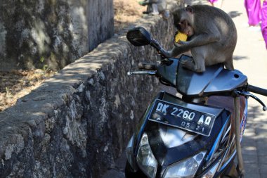 Maymunlar ve Pura Uluwatu asılı bebekler. Turistler mal kaçırma için kötü üne sahip. Bali, Temmuz 2018 alınan.