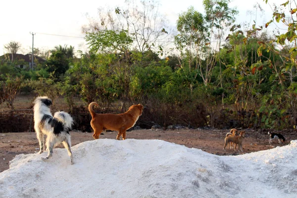 Dogs Nyang Nyang Beach Some Broken Shipwrecks Sunset Taken Bali — Stock Photo, Image