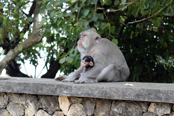 Die Affen Und Säuglinge Die Pura Uluwatu Herum Hängen Berüchtigt — Stockfoto