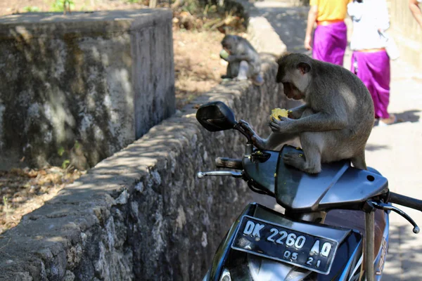 Die Affen Und Säuglinge Die Pura Uluwatu Herum Hängen Berüchtigt — Stockfoto