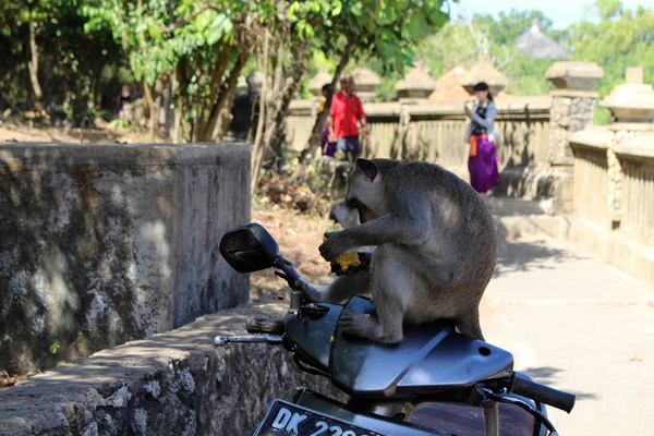 Małpy Niemowląt Wiszące Wokół Pura Uluwatu Notorycznie Wyrywając Turystów Towarów — Zdjęcie stockowe