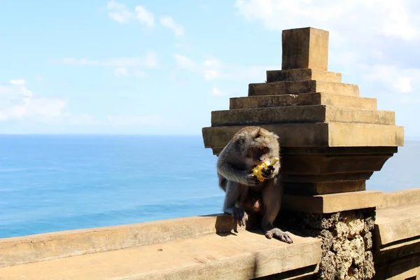 Małpy Niemowląt Wiszące Wokół Pura Uluwatu Notorycznie Wyrywając Turystów Towarów — Zdjęcie stockowe