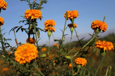 Kadife çiçeği çiçek veya yerel olarak 