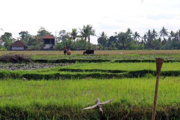 巴厘岛乡村的典型乡村 2018年7月在巴厘岛拍摄 — 图库照片