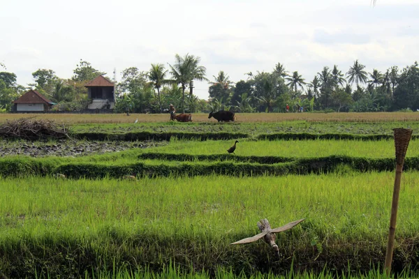 Typická Krajina Balijské Vesnice Přijata Bali Červenci 2018 — Stock fotografie