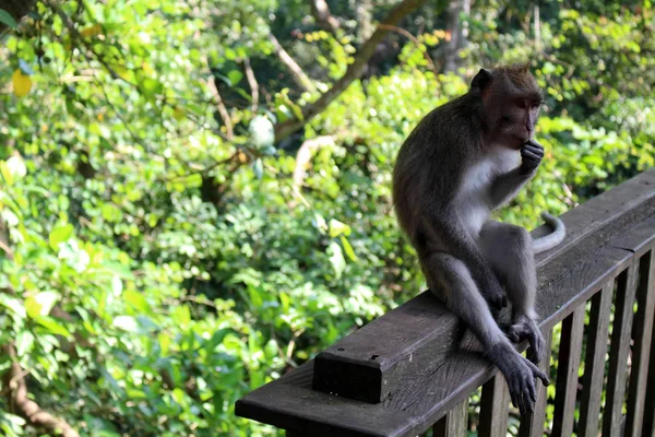 Los Monos Los Bebés Que Cuelgan Alrededor Monkey Forest Ubud — Foto de Stock