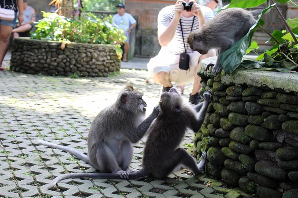 Scimmie Neonati Appesi Intorno Monkey Forest Ubud Preso Bali Luglio — Foto Stock