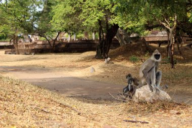 Polonnaruwa antik kenti dolaşım maymunlar. Sri Lanka'da Ağustos 2018 alınan.