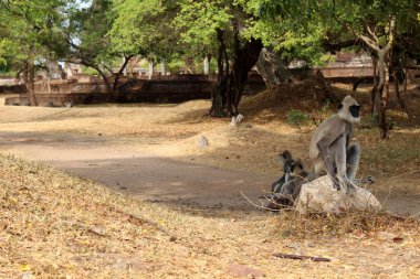 Polonnaruwa antik kenti dolaşım maymunlar. Sri Lanka'da Ağustos 2018 alınan.