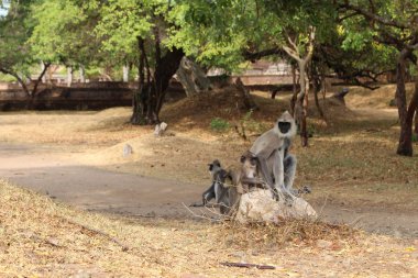 Polonnaruwa antik kenti dolaşım maymunlar. Sri Lanka'da Ağustos 2018 alınan.