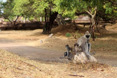 Polonnaruwa antik kenti dolaşım maymunlar. Sri Lanka'da Ağustos 2018 alınan.