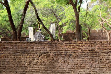 Polonnaruwa antik kenti duvarda oturan (hamile?) bir maymun. Sri Lanka'da Ağustos 2018 alınan.