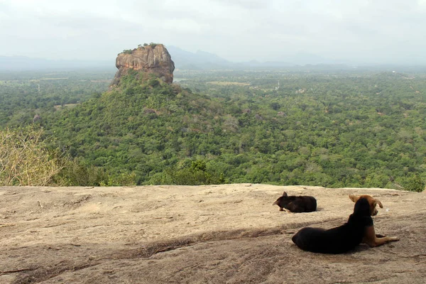 Perros Monos Disfrutando Sigiriya Lion Rock Visto Desde Pidurangala Rock — Foto de Stock