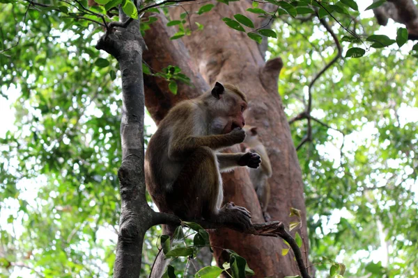 Мавпа Навколо Рок Pidurangala Поблизу Sigiriya Прийняті Шрі Ланці — стокове фото