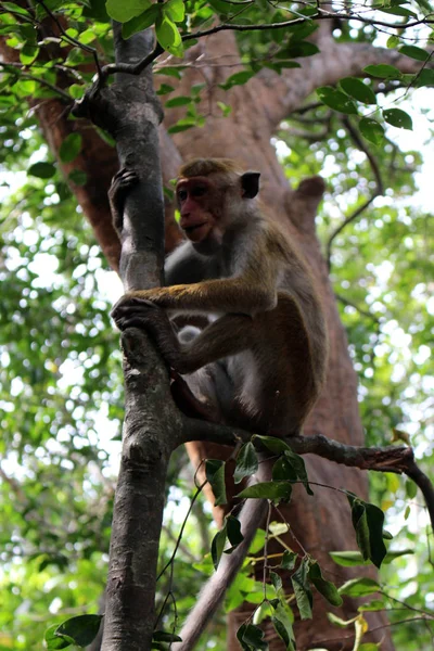 Μαϊμού Γύρω Από Τον Pidurangala Βράχο Κοντά Σιγκιρίγια Λαμβάνονται Στη — Φωτογραφία Αρχείου