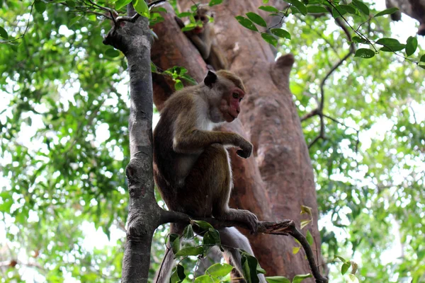 Мавпа Навколо Рок Pidurangala Поблизу Sigiriya Прийняті Шрі Ланці — стокове фото