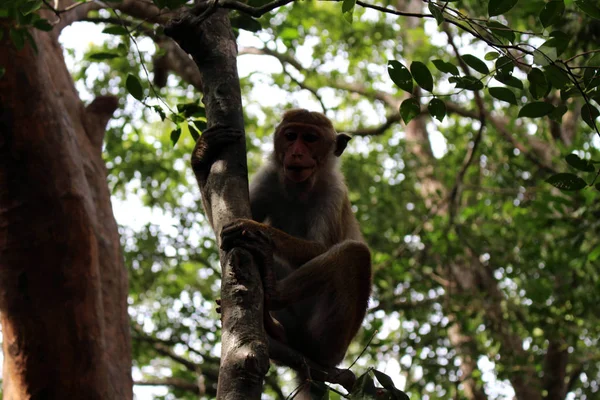 Мавпа Навколо Рок Pidurangala Поблизу Sigiriya Прийняті Шрі Ланці — стокове фото
