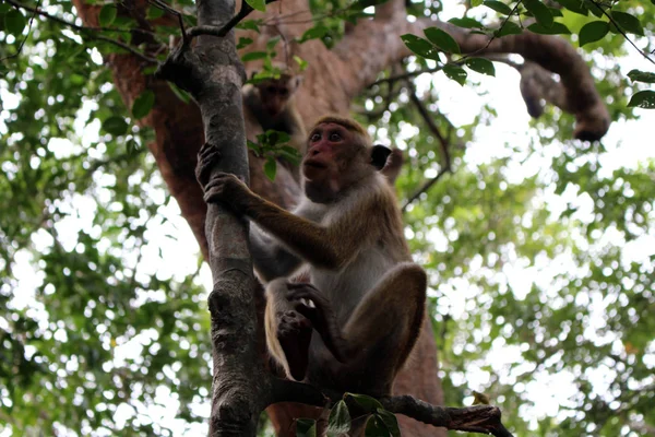 Μαϊμού Γύρω Από Τον Pidurangala Βράχο Κοντά Σιγκιρίγια Λαμβάνονται Στη — Φωτογραφία Αρχείου