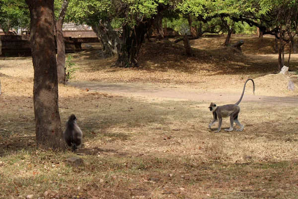 Los Monos Vagando Por Polonnaruwa Ancient City Tomado Sri Lanka —  Fotos de Stock