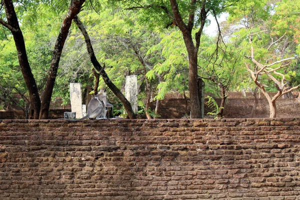 Gravid Apa Sitter Väggen Polonnaruwa Ancient City Tagit Sri Lanka — Stockfoto