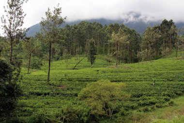 Yeşil çay plantasyon Ella doğal tren yolu boyunca. Sri Lanka'da Ağustos 2018 alınan.