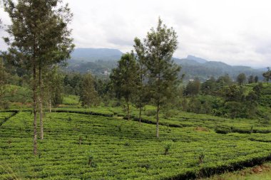 Yeşil çay plantasyon Ella doğal tren yolu boyunca. Sri Lanka'da Ağustos 2018 alınan.