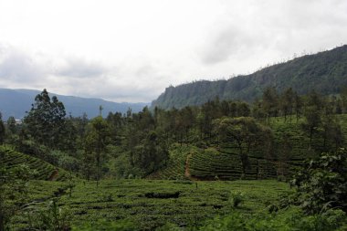 Yeşil çay plantasyon Ella doğal tren yolu boyunca. Sri Lanka'da Ağustos 2018 alınan.
