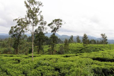 Yeşil çay plantasyon Ella doğal tren yolu boyunca. Sri Lanka'da Ağustos 2018 alınan.