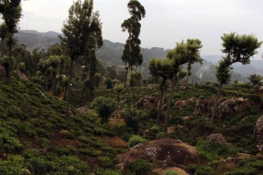 Yeşil çay plantasyon ve yol boyunca bir kasaba manzaralı trende Ella için geçen tren. Sri Lanka'da Ağustos 2018 alınan.