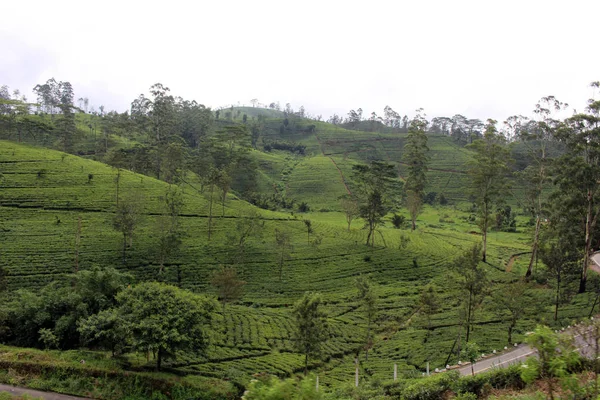 沿途的茶园风光一路走在风景秀丽的火车上给艾拉 2018年8月在斯里兰卡采取 — 图库照片