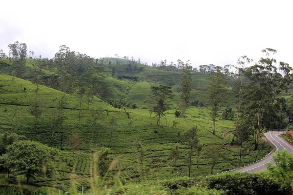 エラに風光明媚な列車の途中の茶畑の風景 2018年 スリランカで撮影 — ストック写真