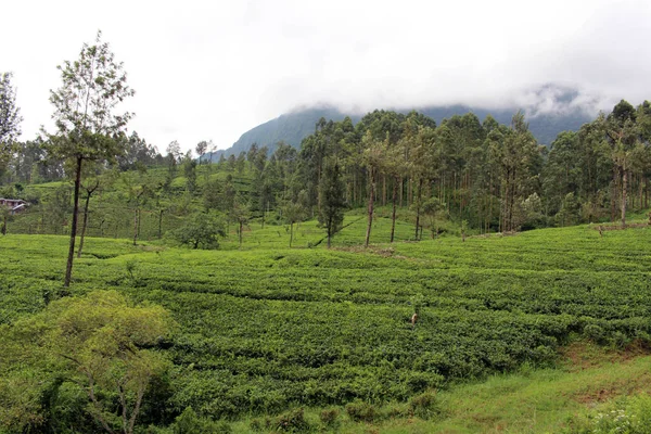 Zelený Čaj Plantáž Cestou Malebném Vlaku Ella Přijata Srí Lance — Stock fotografie