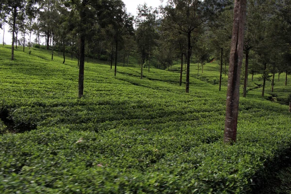 Zielona Herbata Plantation Drodze Malownicze Pociągu Ella Podjęte Sri Lance — Zdjęcie stockowe