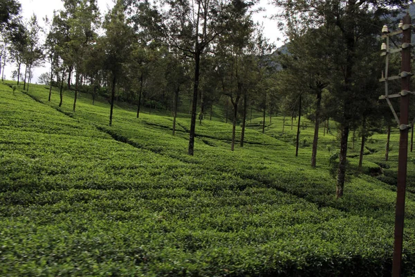 Zelený Čaj Plantáž Cestou Malebném Vlaku Ella Přijata Srí Lance — Stock fotografie